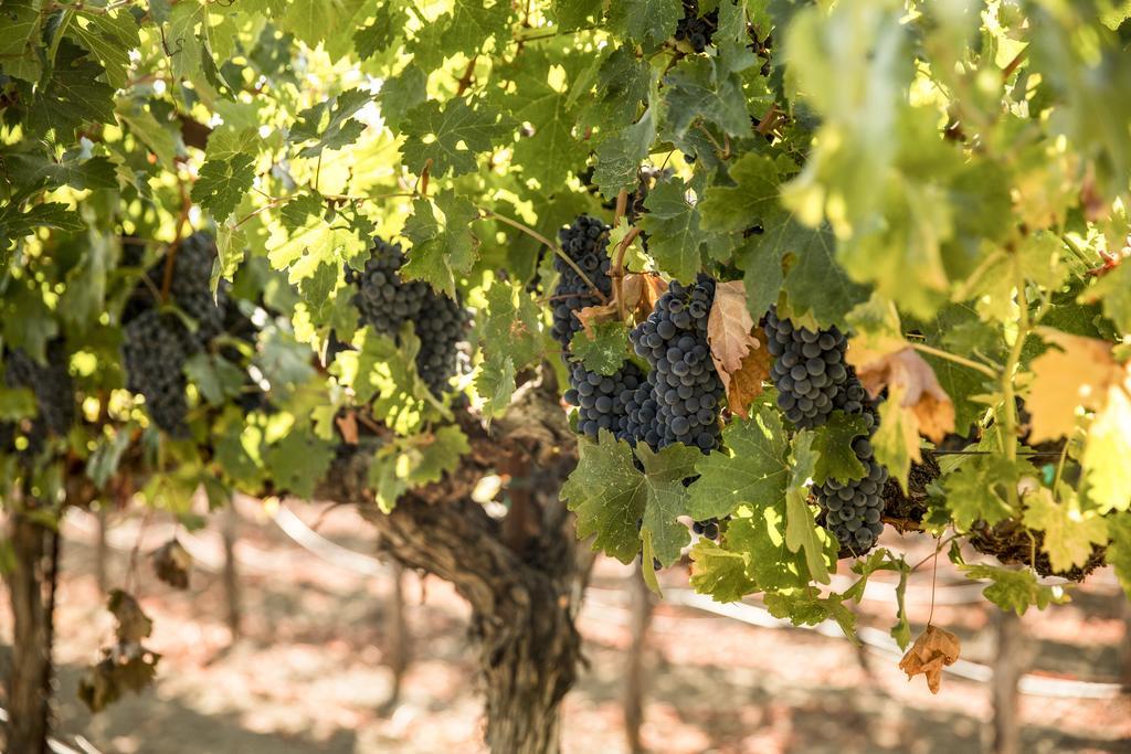 Harvest Inn St. Helena Buitenkant foto